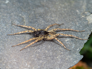 A Small Wolf Spider on Slate Stone, Pardose sp