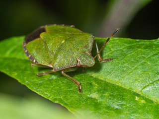 Green shield bug on a Leaf - Palomena prasina