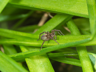 A Small Wolf Spider on a Bluebell leaf, Pardose sp