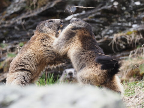 k&auml;mpfende Murmeltiere 