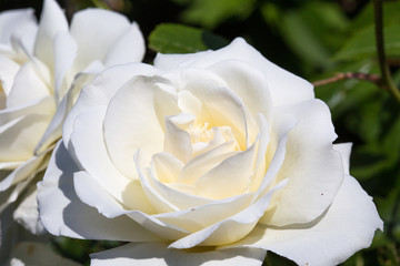 Roses blanches