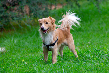 dog on grass
