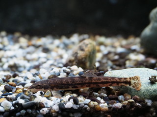 Stone loach