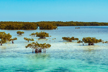Young mangroves in Cayo Blanco, Cuba