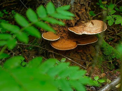 Chaga Mushroom On Birch In Summer, Russia.