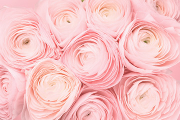 Soft tender pink colored peony rose or buttercup flowers background