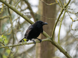 Black crow, Corvus corone, common crow