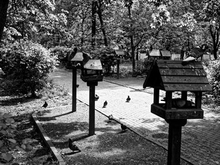 many pigeons in the Park, black and white photo.