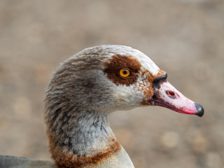 Egyptian goose head close up