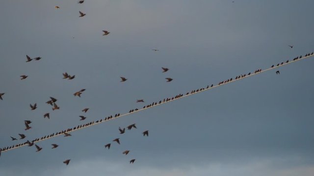 A flock of European starlings (Sturnus vulgaris) roost on overhead wires. Occitanie, France