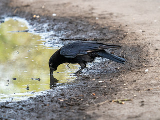 Black crow, Corvus corone, common crow