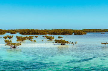 Young mangroves in Cayo Blanco, Cuba