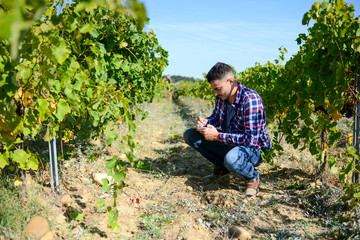 handsome man farmer in the vine, harvesting ripe grape during wine harvest season in vineyard