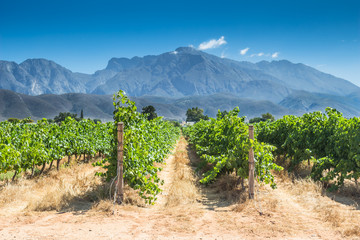 Naklejka premium Grape vines on a hot summer day in Western Cape, South Africa