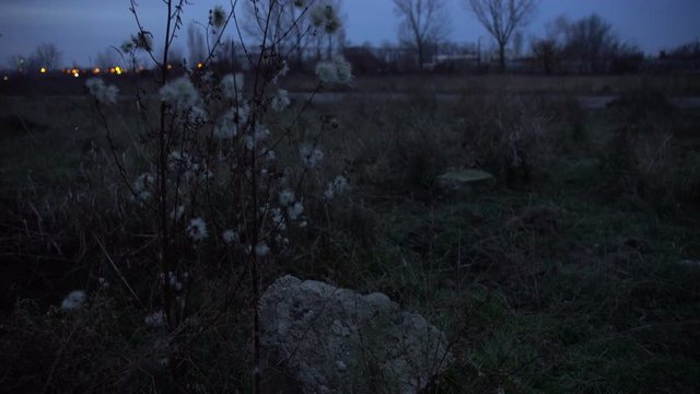 Bottom up -the plant with fluffy stem, trees without branches and lights in the background