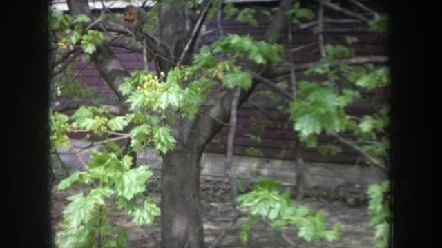 MICHIGAN USA-1968: Wooded Are Trees Buds Flowers Dirt Floor Forrest Walking Building