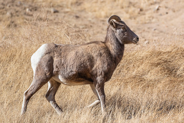 Colorado Rocky Mountain Bighorn Sheep