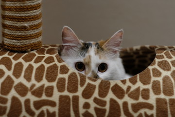 close up one shy cat popping head out of leopard print cat tree house, looking at camera. blur...