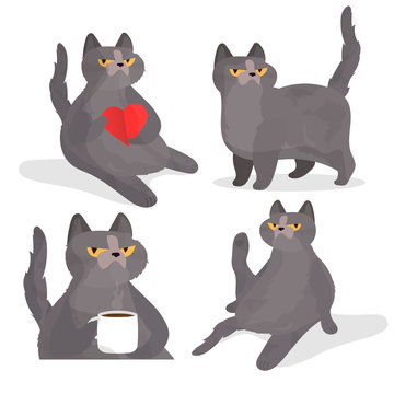 Funny gray cat set. A cat with a serious set look. Chubby cat. Cats on a white background. Good for designer cards or t-shirts. Vector illustration