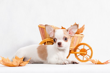 Chihuahua puppy with wicker cart and leaves