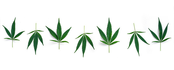 Seven cannabis leaves in a row isolated on a white background. Panoramic view.
