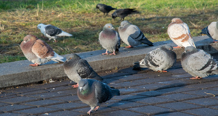 A group of pigeons waiting to be feed by passers by