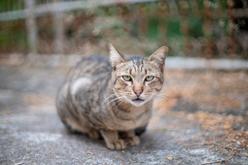 Portrait of the striped cat, close up Thai cat, homeless cat