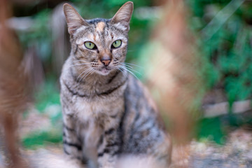 Portrait of striped cat through the grille door, close up Thai cat