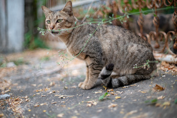 Portrait of the striped cat, close up Thai cat, homeless cat