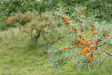 Gesunde Beeren vom Sanddorn am Strauch	
