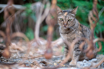 Portrait of striped cat through the grille door, close up Thai cat