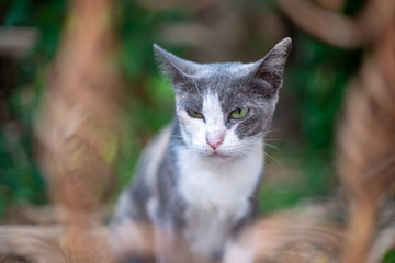 Naklejka na ściany i meble Portrait of white cat with black spot in the garden, close up Thai cat 