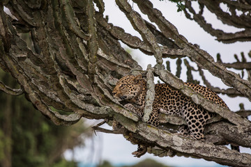 a leopard lies on a milkweed tree in the African Savannah. Usually resting during the day, feeding on antelopes at night