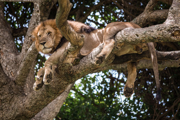 A large African lion perched on a tree with its paws dangling down