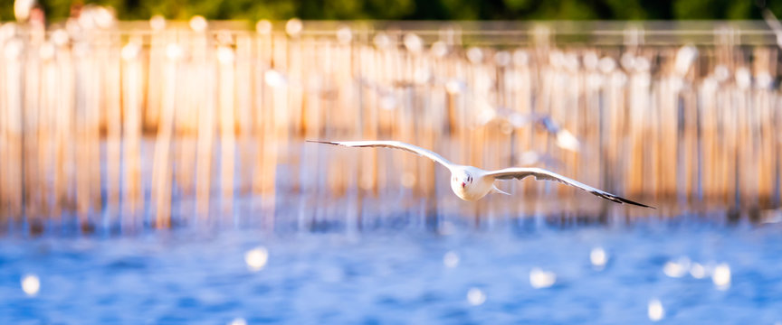 Cinemascope image. One seagull flies over the surface of the sea. The blue sea reflects the glittering light. With a wooden background in the sea arranged as a scene for the seagulls to shelter. © Kanthita