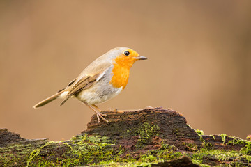 Erithacus rubecula. European robin sitting on the wooden stump in the forest. Wildlife
