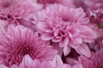 pink chrysanthemum flower