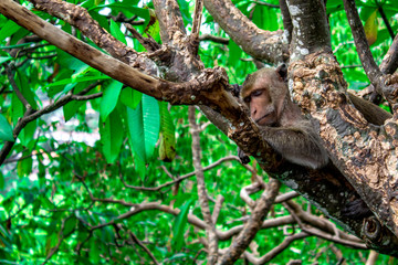 The monkey slept in the trees during the day time.