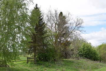 trees in spring