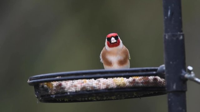 Goldfinch fighting off garden birds