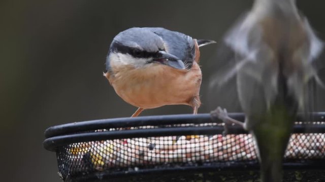 Nuthatch feeding on mesh table bird feeder