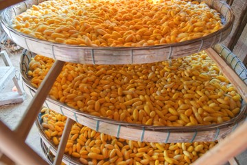 Silkworm cocoon for traditional silk thread products for weaving clothes in the northeast region of...