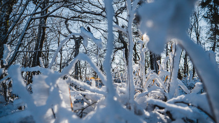 Trees in a winter landscape