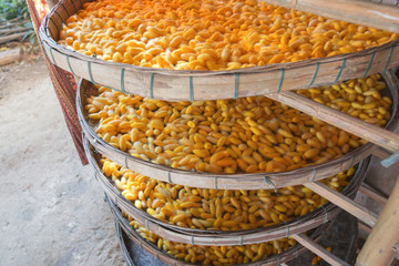Silkworm cocoon for traditional silk thread products for weaving clothes in the northeast region of Thailand.
