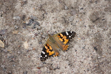 Fototapeta na wymiar Butterfly burdock sitting on the ground close-up.