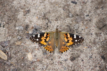 Fototapeta na wymiar Butterfly burdock sitting on the ground close-up.