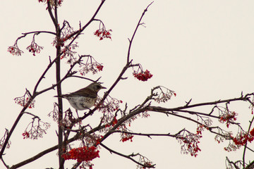 Turdus pilaris in a city park in winter