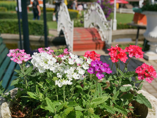 Fototapeta na wymiar Colorful flowers in white pots