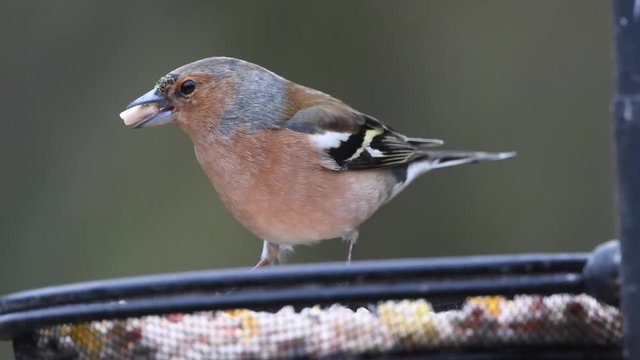 Male chaffinch feeding on table bird feeder