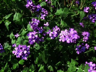 Purple Dame's Rocket flowers, Hesperis Matronalis, in the garden. It is a wildflower in the mustard family Brassicaceae.